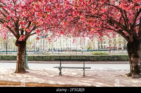 Bella fioritura sakura o ciliegi con fiori rosa sulla strada di Parigi in primavera. Foto Stock