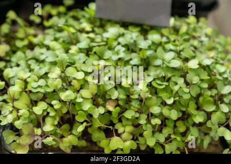 Micro verde arugula germogli. Cibo sfondo primo piano Foto Stock