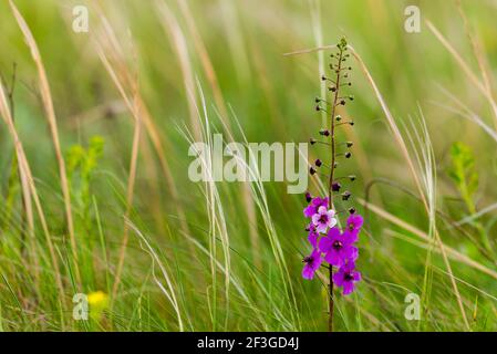 Verbascum phoeniceum fiore, viola mullein o temptress pianta viola dalla famiglia Scrophulariaceae che cresce sulla prateria. Foto Stock