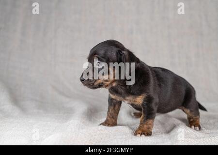 Marrone con cucciolo nero Jack Russell Terrier. Sembra curioso, visto da un lato. Sfondo color crema Foto Stock