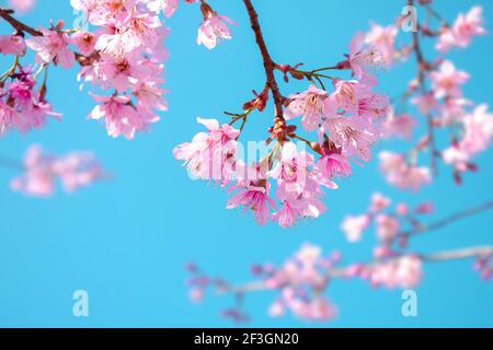 Fiore rosa Sakura fiorente su sfondo blu cielo Foto Stock