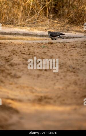 eurasian o sparrowwawk settentrionale in waterhole per dissetarsi durante safari foresta dell'india centrale - accipiter nisus Foto Stock