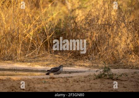 eurasian o sparrowwawk settentrionale in waterhole per dissetarsi durante safari foresta dell'india centrale - accipiter nisus Foto Stock