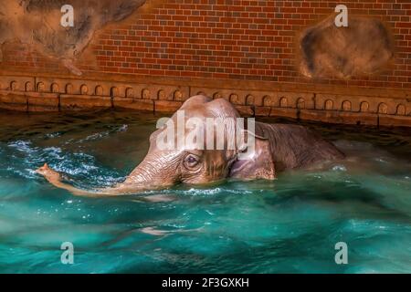 Un elefante indiano gode delle acque cristalline dello zoo di Lipsia Foto Stock