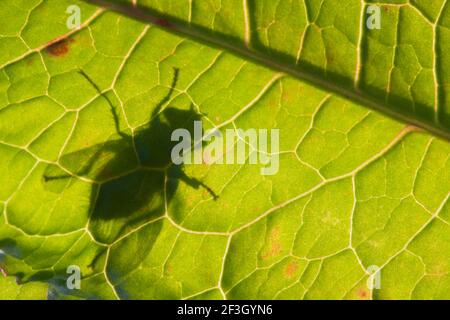 Silhouette di una mosca su una foglia soleggiata di banchina a foglia larga, vista dal lato inferiore Foto Stock