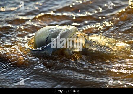 Meduse si sono arenate su una spiaggia Foto Stock