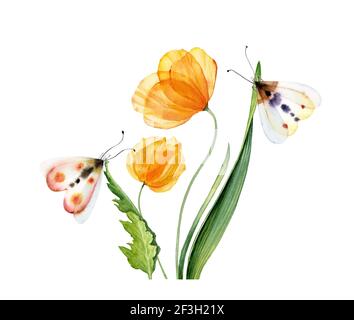 Tulipani gialli acquerelli. Bouquet con fiori trasparenti con due farfalle. Stampa dipinta a mano pronta grafica astratta. Illustrazione botanica Foto Stock