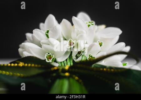 Bouquet di gocce di neve giace su sfondo scuro, una vista insolita dal basso, Galanthus nivalis primo piano macro sparare. Foto Stock