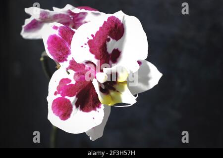 Orchidea di falaenopsis macchiata su sfondo grigio vintage offuscato Foto Stock