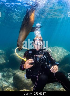 Californiana Sea Lion Chewing Regulator Hose of Scuba Diver at Los Islotes, la Paz, Baja California sur, Messico (Zalophus californianus) Foto Stock