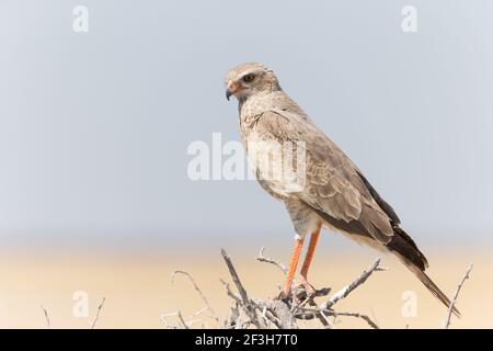 Pallido goshawk (Melierax canorus) ritratto giovanile di questo rapitore selvaggio, uccello di preda arroccato su un ramo a Etosha in Namibia, Africa Foto Stock