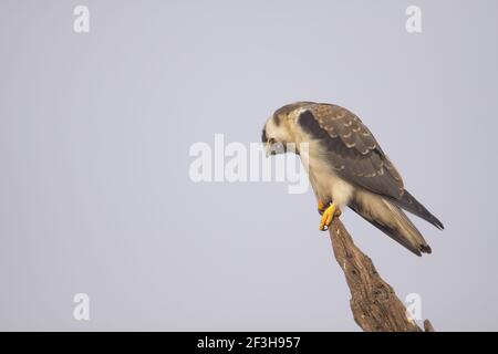 Aquilone a spalla nera - EJING food pelletElanus caeruleus Keoladeo Ghana National Park Bharatpur, Rajasthan, India BI017598 Foto Stock