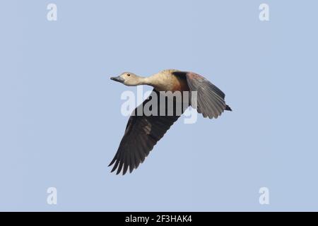 Minor fischio Duck- in volo Dendrocygna javanica Keoladeo Ghana Nazionale Park Bharatpur Rajasthan India BI017827 Foto Stock