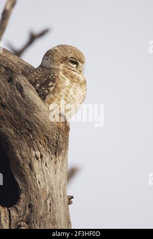 Avvistato Owlet Athene brama Keoladeo Ghana Parco Nazionale Bharatpur Rajasthan India BI018186 Foto Stock