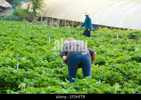 Mon Jam, Chiang mai, Thailandia - Gen 17,2015 : agricoltori in campo di fragole presso la fattoria di Aden, Mon Jam, Chiang mai - Thailandia settentrionale Foto Stock