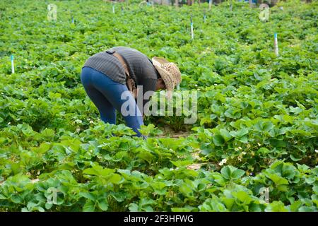 Mon Jam, Chiang Mai, Thailand - Jan 17,2015 : farmer in strawberry field at Aden farm, Mon Jam, Chiang Mai - northern Thailand Stock Photo