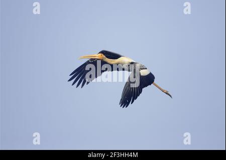 Tempesta dipinta - in volo Mycteria leucephala Keoladeo Ghana Nazionale Park Bharatpur Rajasthan India BI018414 Foto Stock