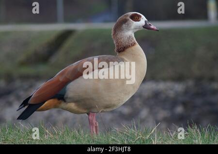 Le oche egiziane sono una specie invasiva a Francoforte, in Germania. Essi si stabiliscono in parchi e giardini in aree urbane. Foto Stock