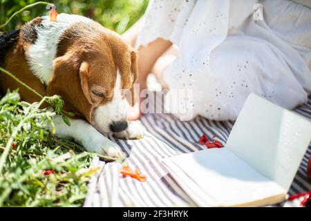 Giovane cane beagle fuori che dorme su una coperta Foto Stock
