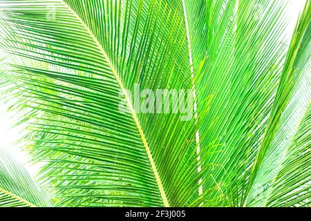 Foglie verdi tropicali su sfondo bianco. Motivo delle foglie di palmo. Colore verde vivace delle foglie di cocco. Sfondo esotico
