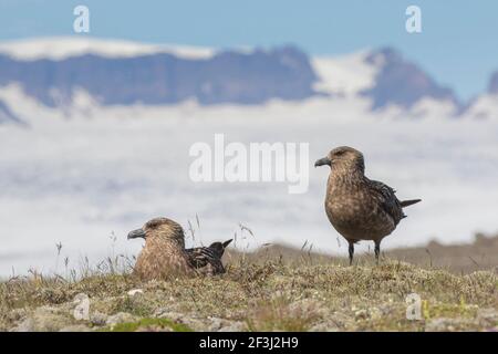 Grande Skua (Stercorarius skua). Coppia al nido. Islanda Foto Stock