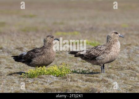 Grande Skua (Stercorarius skua). Coppia in piedi. Islanda Foto Stock