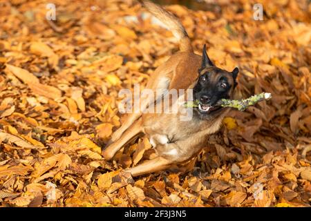 Pastore belga, Malinois. Cane adulto in cucciolata foglia, giocando con un bastone. Germania Foto Stock