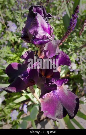 Iris rosso-viola scuro nel giardino posteriore di Irenie e Adam Cossey House a North London, UK, progettato da Modular. Fotografato nel mese di giugno Foto Stock