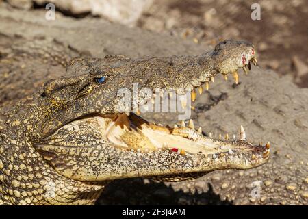 Coccodrillo cubano (Crocodylus rombifer), in pericolo critico, prigioniero in una fattoria di allevamento di coccodrilli, penisola di Zapata, Cuba Foto Stock