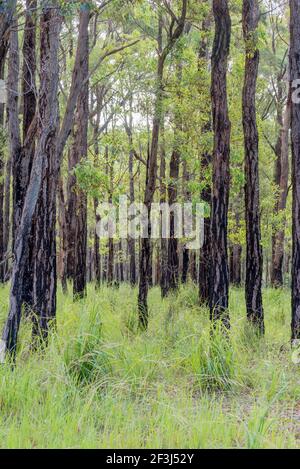 Bruciati nei fuochi d'arresto 15 mesi fa questi alberi di trementina nativi, (Syncarpia glomulifera) nel parco nazionale di Budawang stanno recuperando bene dopo la pioggia. Foto Stock