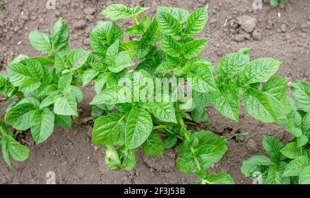 Verde giovane cespuglio di patate, cura di piante sulla terra, distruzione di insetti parassiti e erbacce Foto Stock