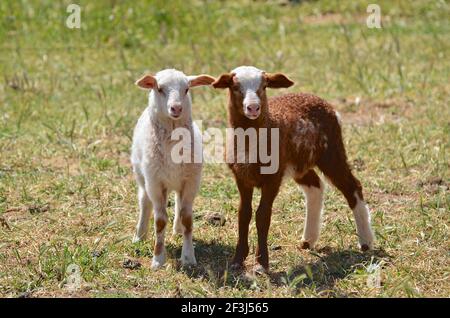 2 agnelli a Kangaroo Island, Australia Meridionale Foto Stock