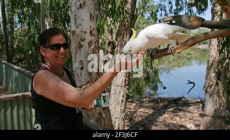 Donna che alimenta un Cockatoo solforato nel Santuario di Billabong nel Queensland In Australia Foto Stock