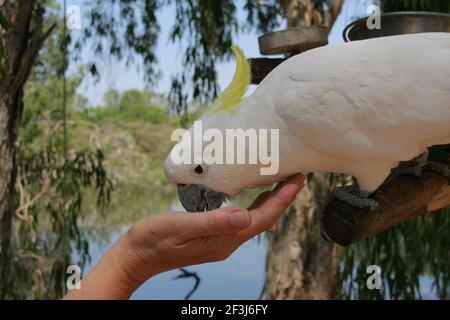 Donna che alimenta un Cockatoo solforato nel Santuario di Billabong nel Queensland In Australia Foto Stock