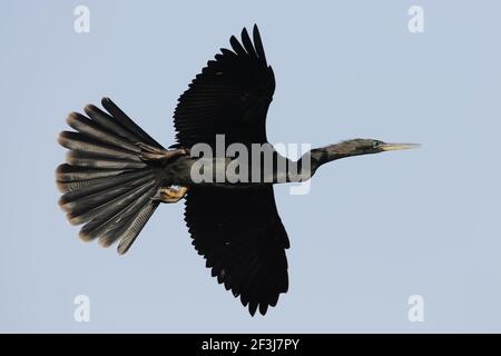 Anhinga in volo (Anhinga anhinga) Venezia Rookery, Florida, USA BI000009 Foto Stock