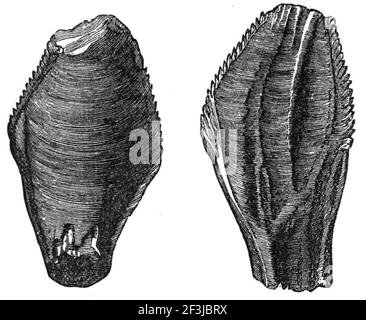 Dente di iguanodon. Foto Stock