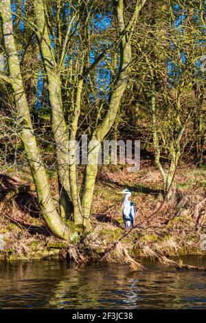 Un Heron grigio prendere il sole sulle rive di uno scozzese fiume Foto Stock