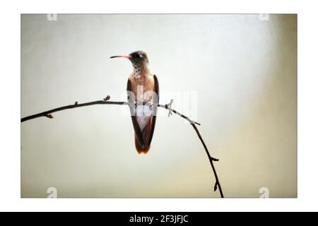 HUMMINGBIRD..... Lo Zoo di Londra ha aperto la sua casa di uccelli tropicali recentemente restaurata dopo 1 anno di lavori di restauro per un costo di 2.5 milioni di sterline. L'edificio vittoriano costruito nel 1883 fu originariamente convertito da una casa retile a una casa di uccelli nel 1927. La mostra prende il nome dalla famiglia Blackburn, che ha fornito supporto allo Zoo durante i primi anni '90, quando lo Zoo è stato affrontato con chiusura. Ricreando sia la foresta pluviale e ambienti di foresta nuvolosa il padiglione ospita più di 50 diverse specie di uccelli tra cui toucans, Starlings, kookaburras, lovebirds, E hummingbirds (l'unico posto nel Regno Unito da vedere Foto Stock