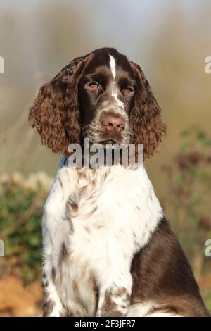 English Springer Spaniel (maschio, 17 settimane), ritratto. Germania Foto Stock