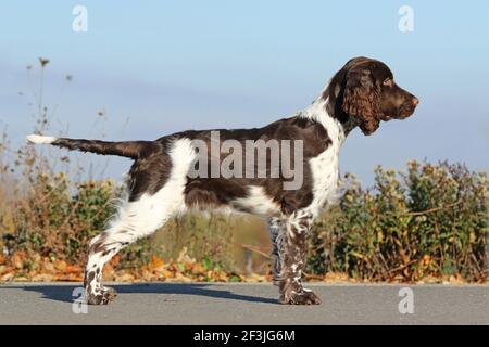 Un inglese Springer Spaniel (maschio, 17 settimane) in piedi, visto fianco a fianco. Germania Foto Stock