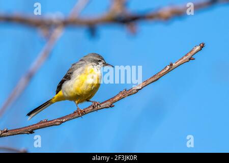 Coda di rondine grigia (Motacilla cinerea) su un ramo di albero che è un cibo di insetto comune uccello con un giallo sotto il ventre e di solito trovato da un flusso o un ri Foto Stock