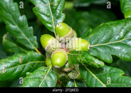 Ghiande che crescono su un ramo di quercia che mostra una crescita verde fresco, immagine foto stock Foto Stock