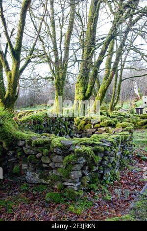 Old Stone Mountain Cottage rovina a Cavan Burren Park, Co, Cavan, Irlanda, Foto Stock