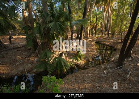 Le sorgenti amare nel territorio del Nord in Australia Foto Stock