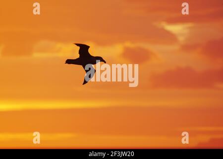 Northern Giant Petrel - in volo a SunsetMacronectes halli Sud Georgia BI007288 Foto Stock