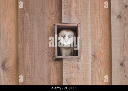 Gufo di fienile (Tyto alba). Uccello giovane nel buco di un fienile, dormendo. Schleswig-Holstein, Germania Foto Stock