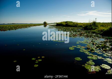 Riserva naturale di Ibera, Colonia Carlos Pellegrini, Corrientes, Argentina Foto Stock