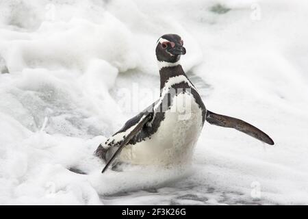 Pinguino Magellanico - in surf schiumoso Spenisco magellanicus Saunders Island Falklands BI008456 Foto Stock