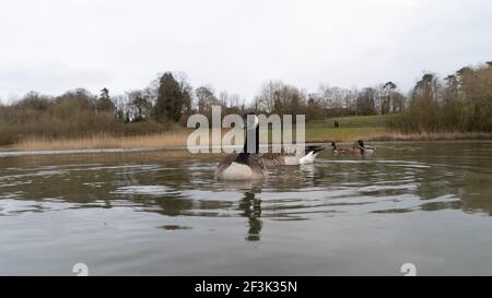 Vista ravvicinata del livello dell'acqua dell'oca canadese di livello basso ritratto nuoto sul lago Foto Stock