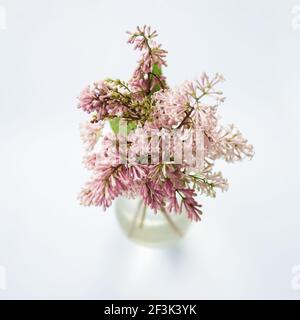 Lilla rosa fiorente e profumata in vaso di vetro su sfondo chiaro, in formato quadrato. Foto Stock